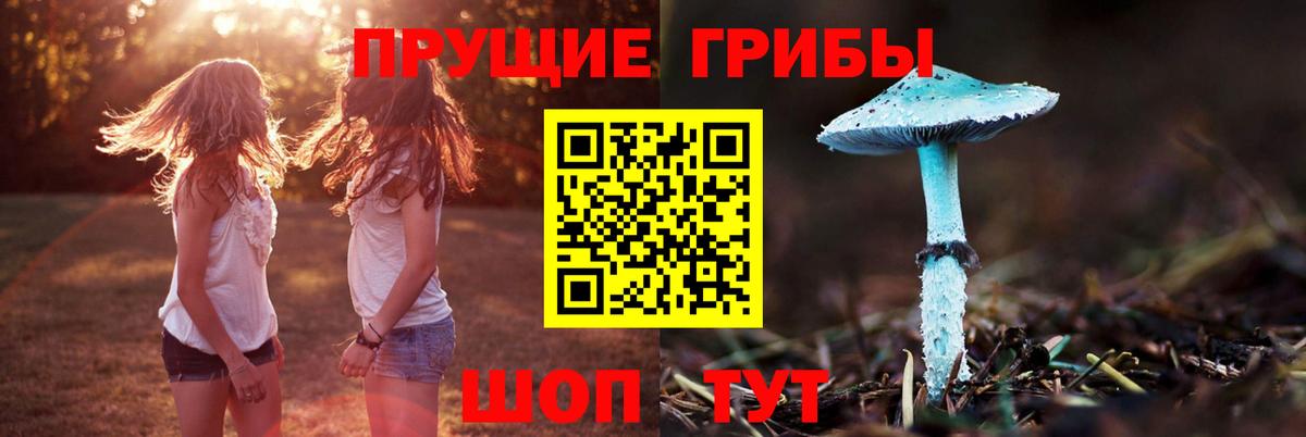Псилоцибиновые грибы Psilocybine cubensis Лабинск